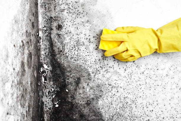 Best Industrial Mold Remediation  in Lagunitas Forest Knolls, CA