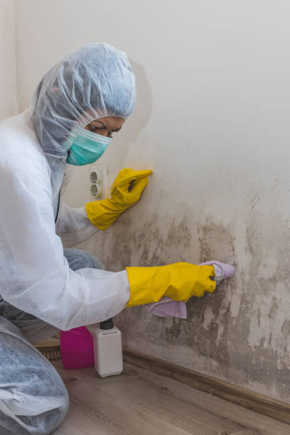 Best Basement Mold Removal  in Lagunitas Forest Knolls, CA